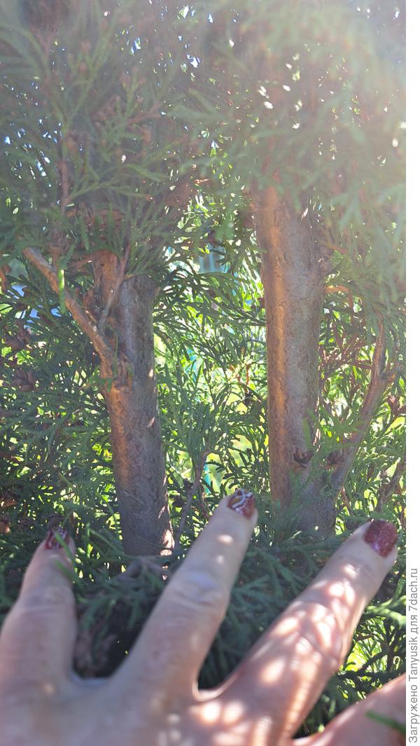 А тут их два