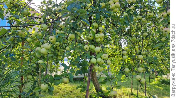 Ветки яблонь гнутся до земли