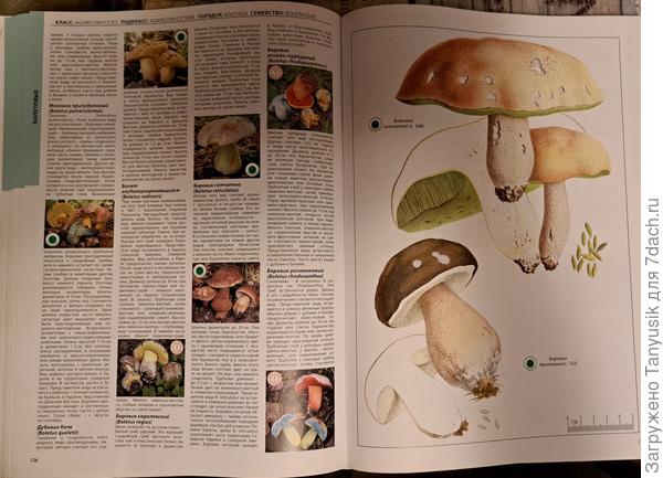 Боровик сетчатый образует микоризу с буком, дубом или каштаном