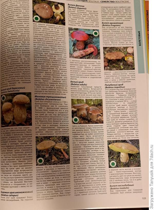 Чем старее белый гриб, тем больше у него шляпка выгибается в другую сторону