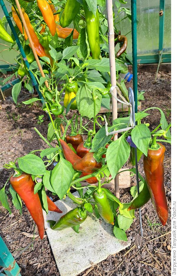 Мои Рамиро только начали зретьь