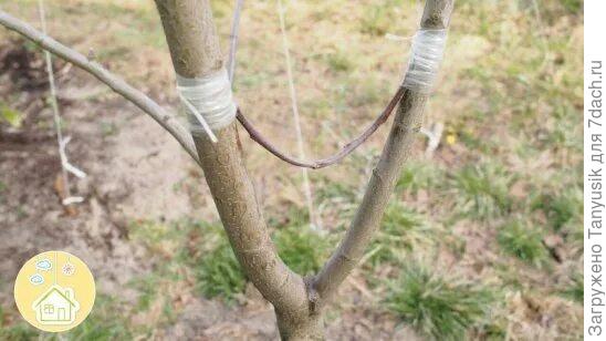 Как-то так. Только использовать 2 (или больше) ветки с разных стволов.