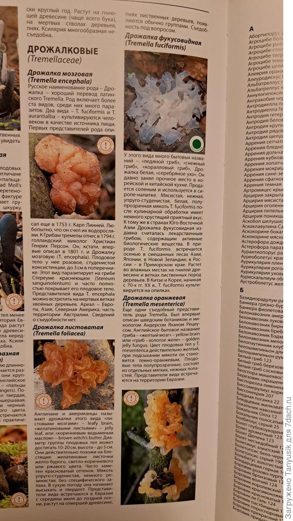 Фото из энциклопедии Грибы России