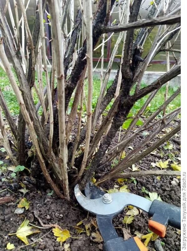 Смородину легко и быстро обрезать секатором