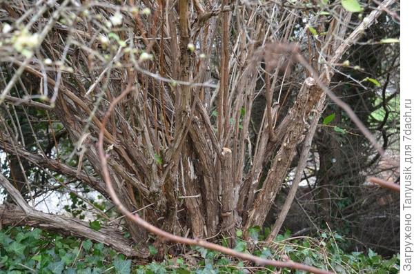 Попробуйте подобраться к старым веткам внутри куста жимолости. А потом еще и вытащить их изнутри.