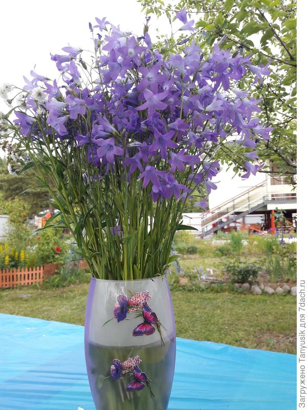 Колокольчики - сорняки