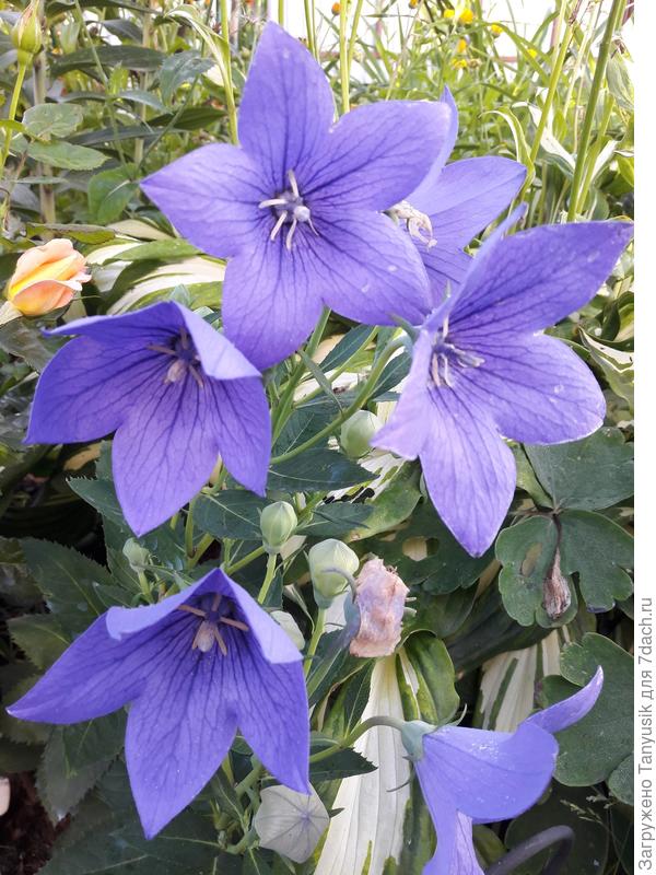 Платикодон