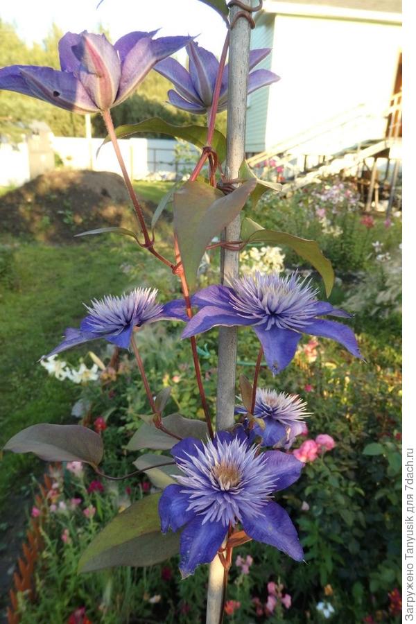 Клематис Мульти Блю