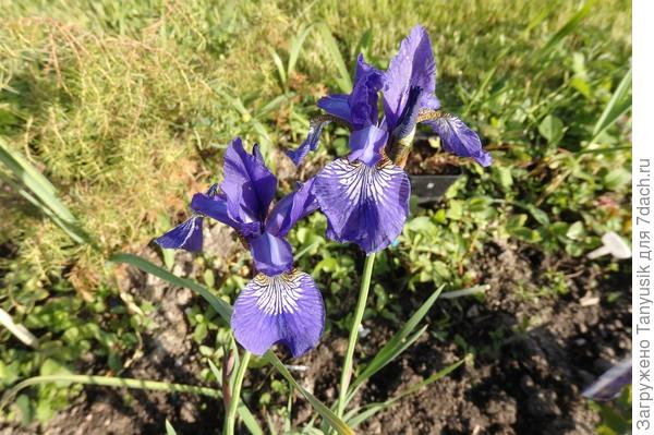 Ирис сибирский Леди Ванесса