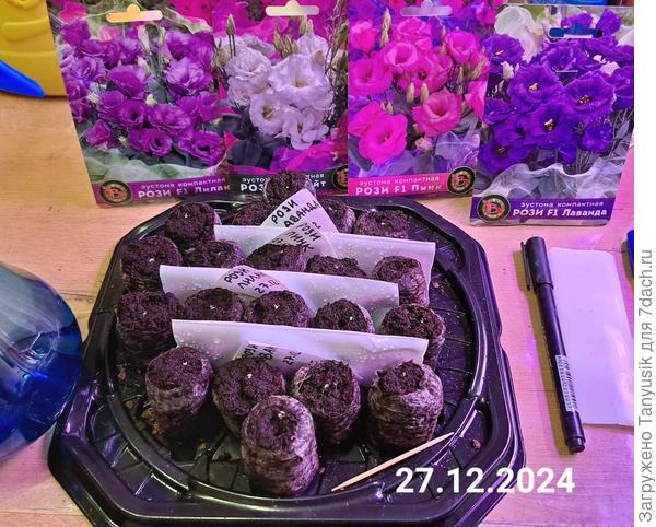 Посев в торфяные таблетки в коробкуиз-под торта.