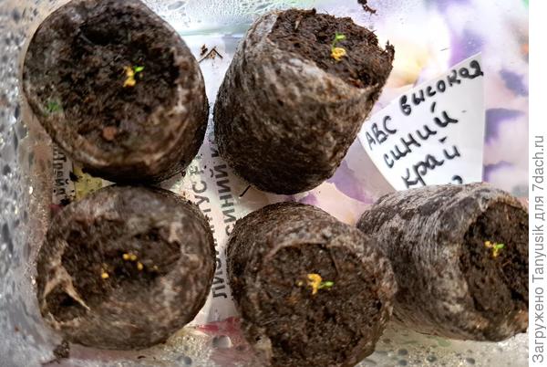 Всходы высоких