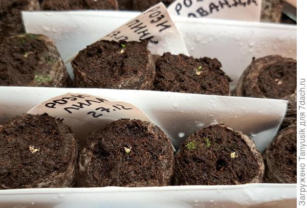 Всходы низких