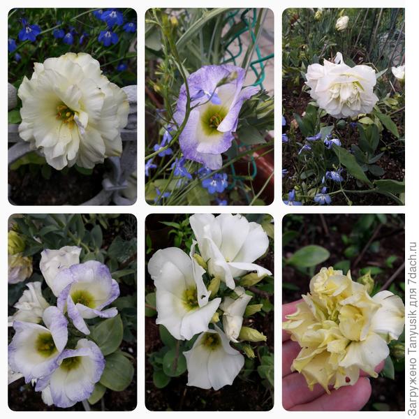 Такие выросли в 22 г из своих семян