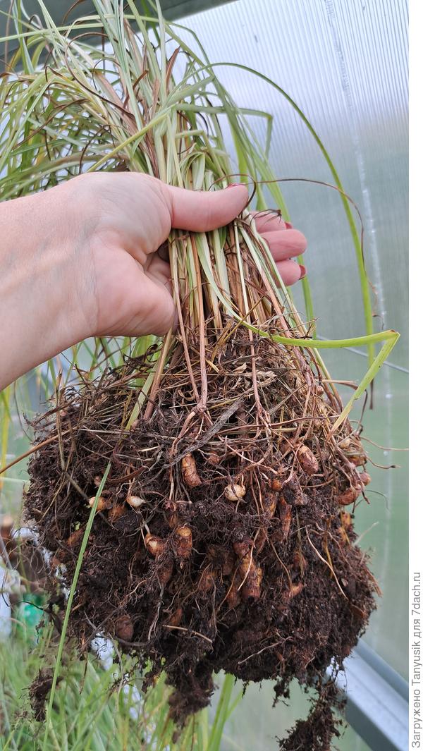 Урожай в 2023 г