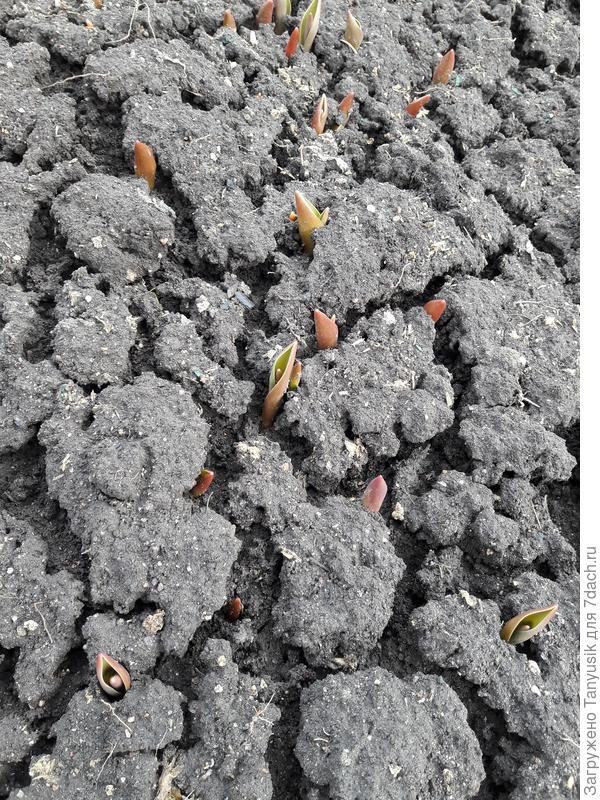 Всходы тюльпанов