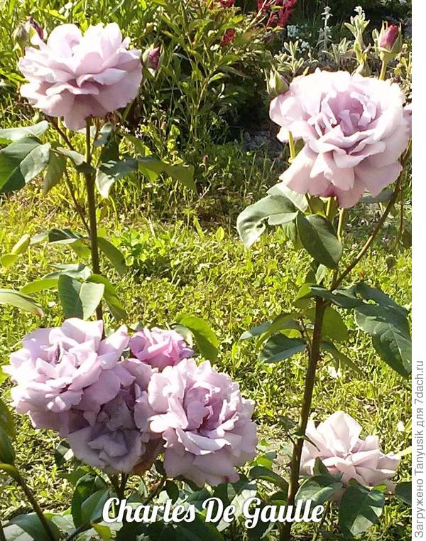 У меня вот такая Шарль де Голль.