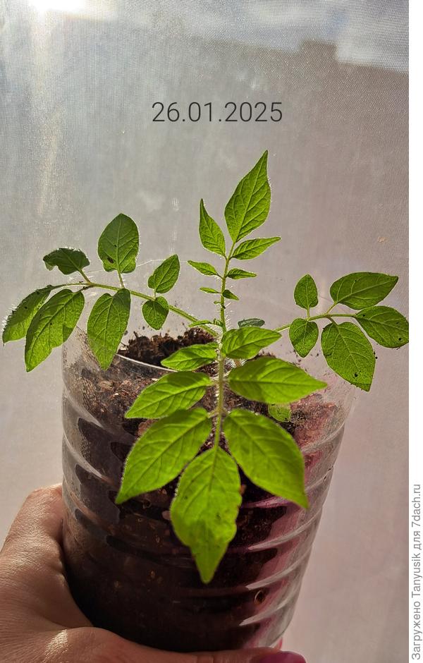 Прошел месяц со дня посева.