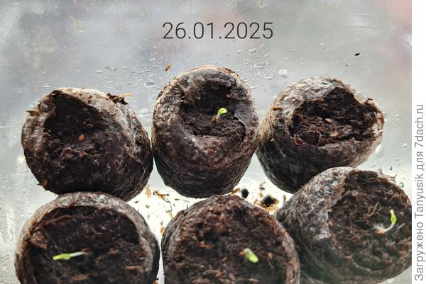 На 4 день после посева