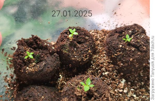 Прошел месяц со дня посева. Это высокие.