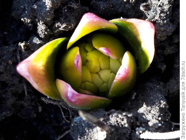 Всходы гиацинта