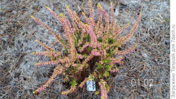 Верескам всё нипочем! Как будто продолжается осеннее цветение