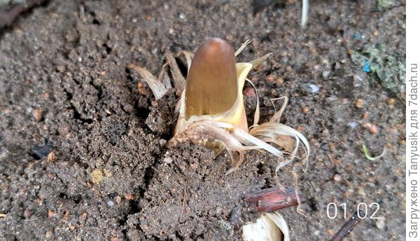 А еще лук Суворова взошел