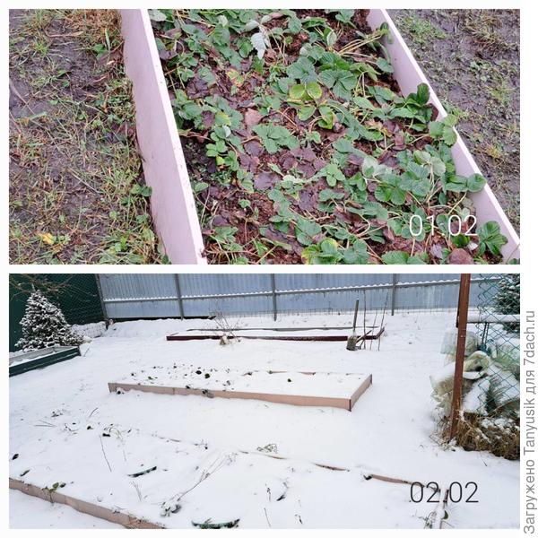 Клубника. Было-стало.