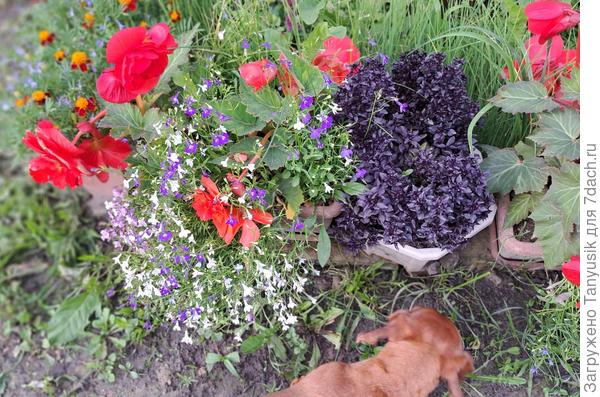 Вот он тут в центре, среди бегоний