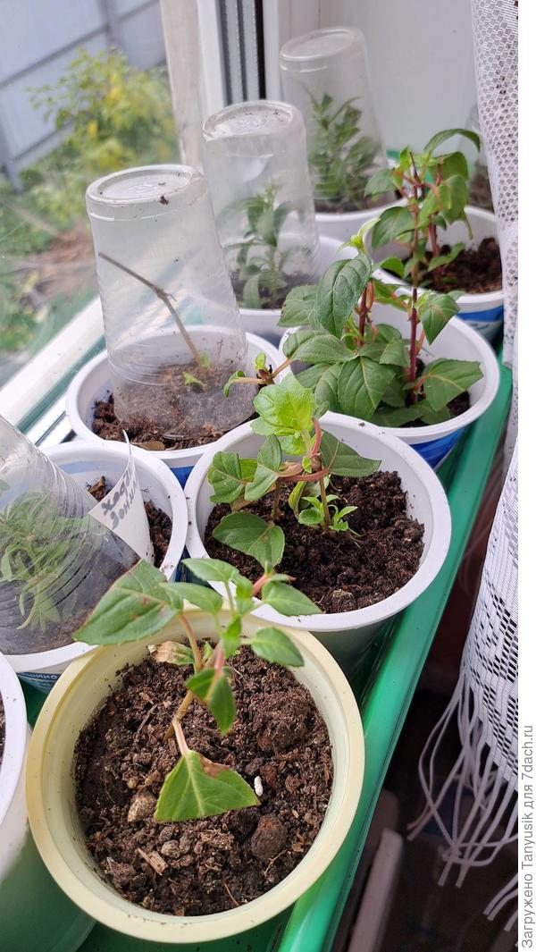 Черенки фуксий в доме. 28 окт