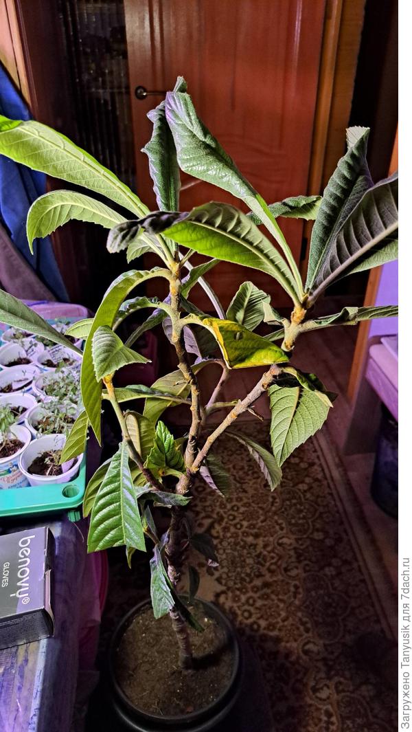 Мушмула на даче зимой