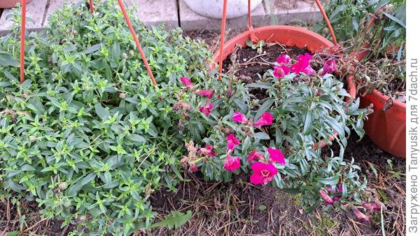 Такой был львиный зев на улице 26 октября. Уже прошли несколько заморозков.