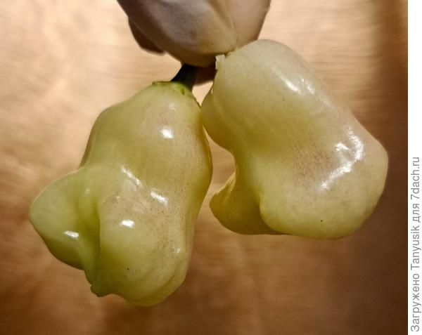 Жгучий блондин