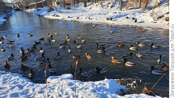 Весёлая тусовка уточек на Дудергофке. Почему веселая? Мне кажется, что они всё время смеются-))