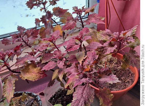 Колеус. Это одно растение.