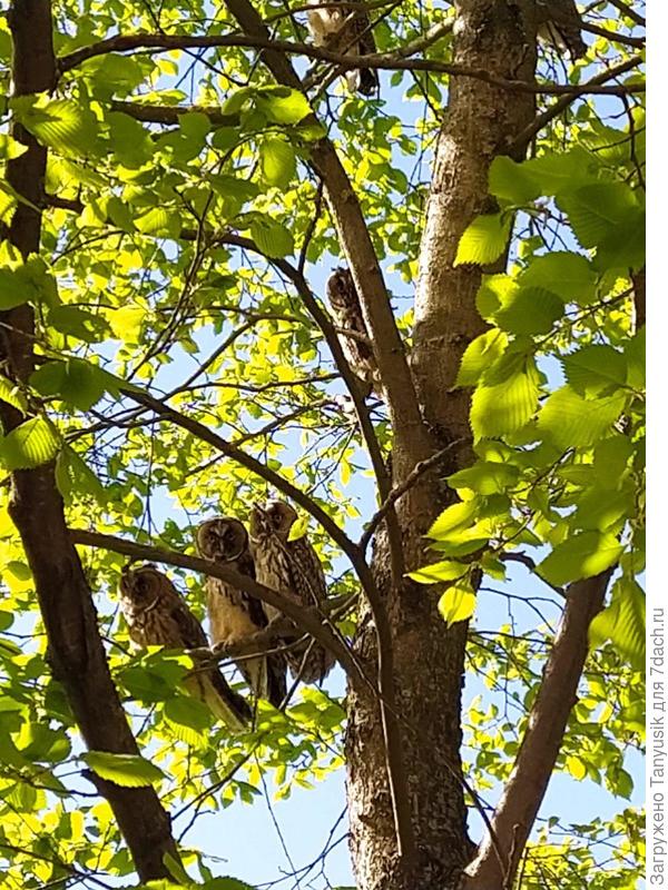 Вот такую картину однажды удалось заснять одному нашему сотруднику.