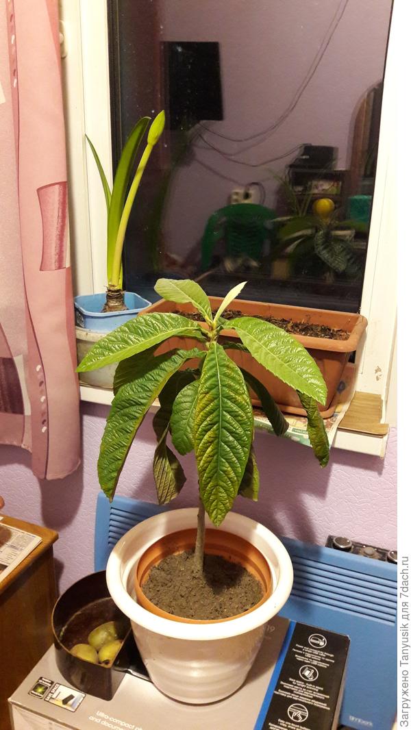 Мушмула японская 2021 г