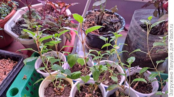 Черенки фуксий