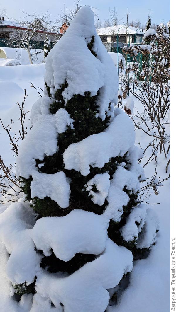 Снег одел на елочку Daisy&#39;s White теплый платок и обнимает ее своими мягкими лапами