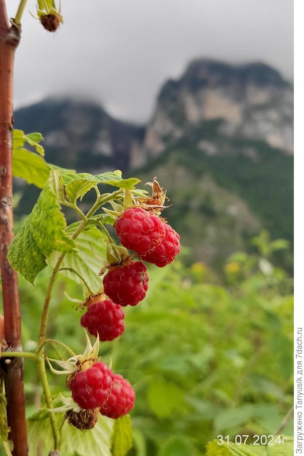 Сладкая ингушская малина.