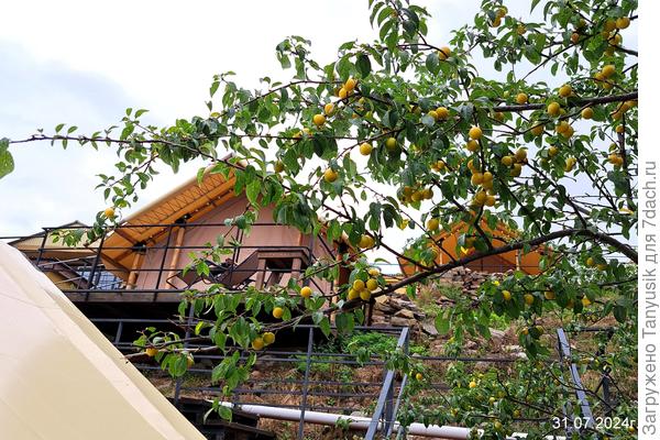 Вот такие сафари-тенты (домики-палатки) на 2-3 человек в этом глэмпинге. И алыча - ешь- не хочу-))