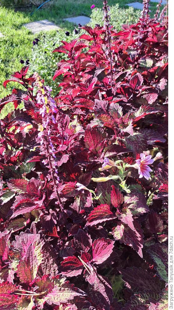 Так было на даче. Это всё черенки с одного растения.