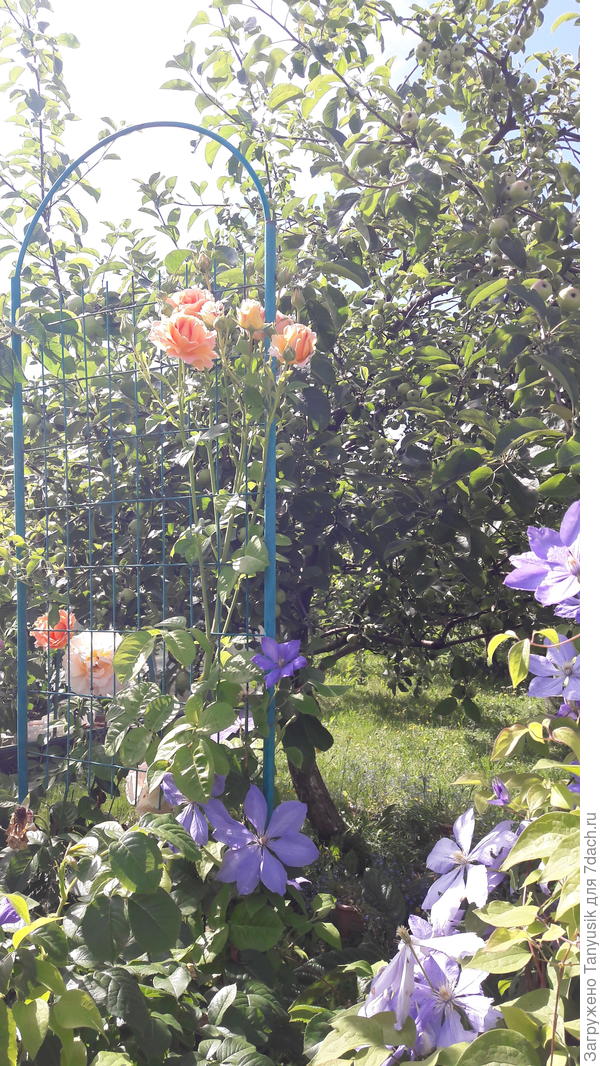 Не очень удачный снимок, но сочетание цветов можно представить