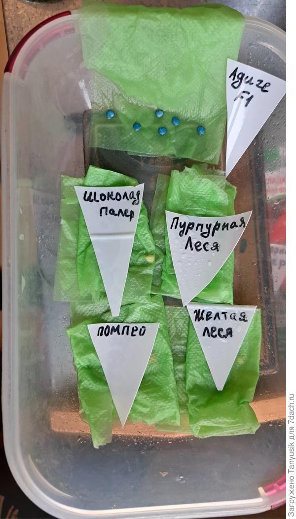 Заложены на проращивание 4 марта. Адиге хоть и обработаны, всё равно замочила. Покрытие не смылось.