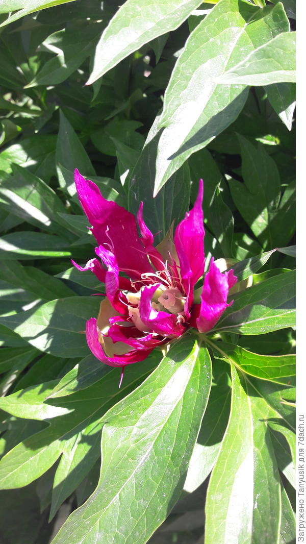 Это тоже Скрамдидлиапшес. Таких цветков бывает до 5 штук на кусте, а нормальных - до 30.