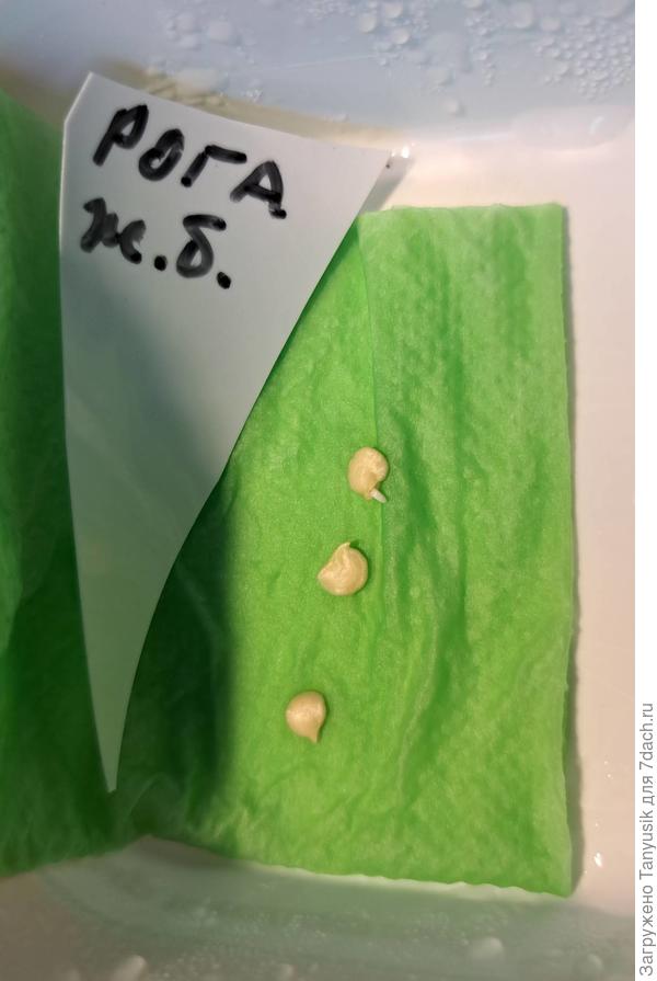 Рога желтого быка. Проклюнулись 5 марта. Это рекорд!