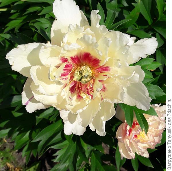 Скрамдидлиапшес как он и должен быть