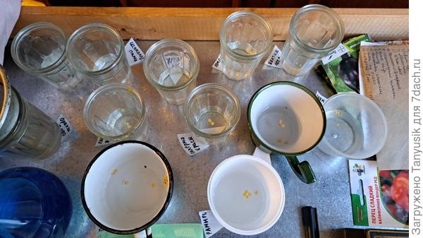 Замочены в янтарной к-те на ночь с 3 на 4 марта