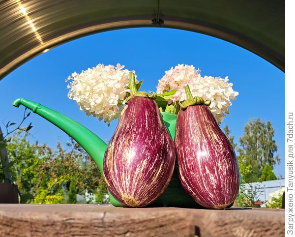 2023г Полосаты бок