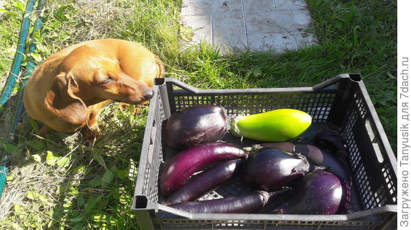 2022г. Король севера, Черное золото, Здоровячок и Пришелец