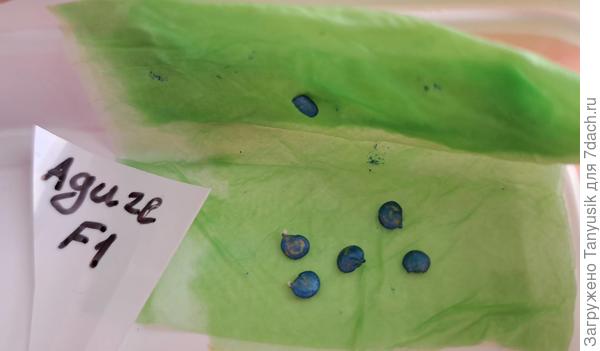 Два проклюнулись!